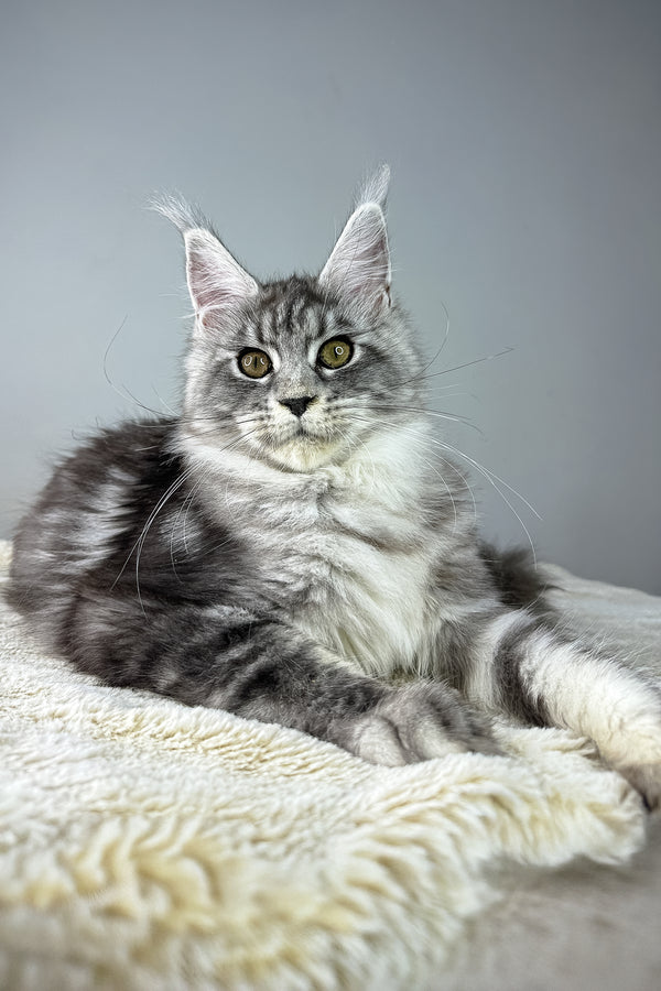 Jolie | Maine Coon Kitten