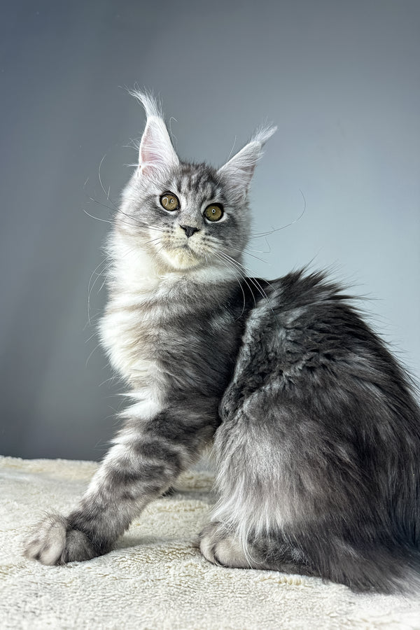 Jolie | Maine Coon Kitten