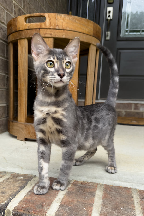 Jules | Bengal Kitten