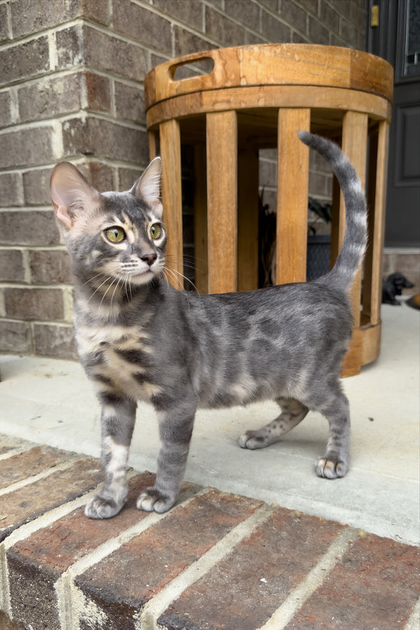 Jules | Bengal Kitten