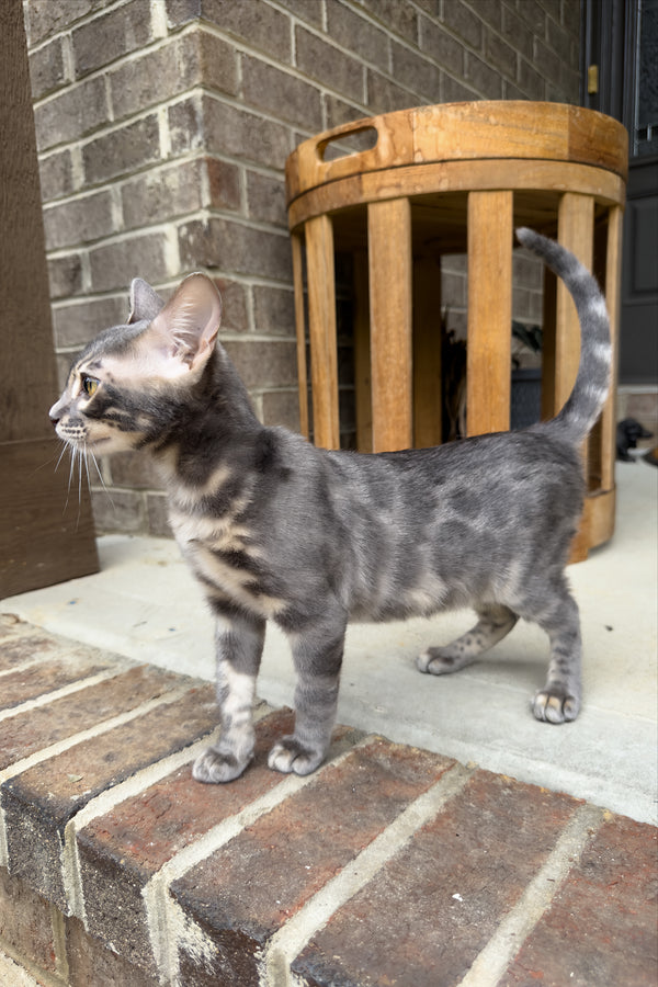 Jules | Bengal Kitten