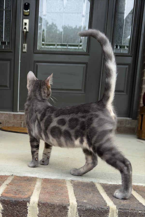 Jules | Bengal Kitten