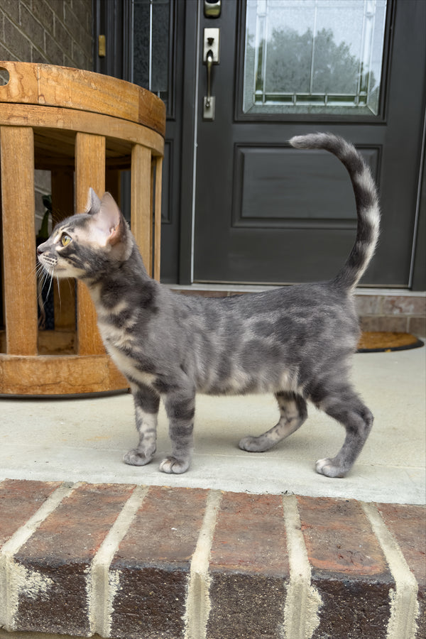 Jules | Bengal Kitten