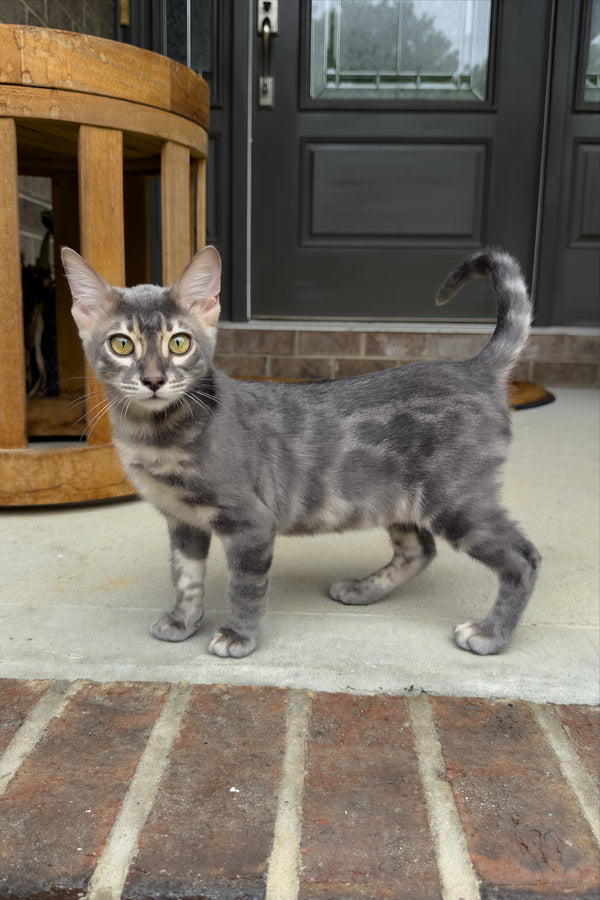 Jules | Bengal Kitten