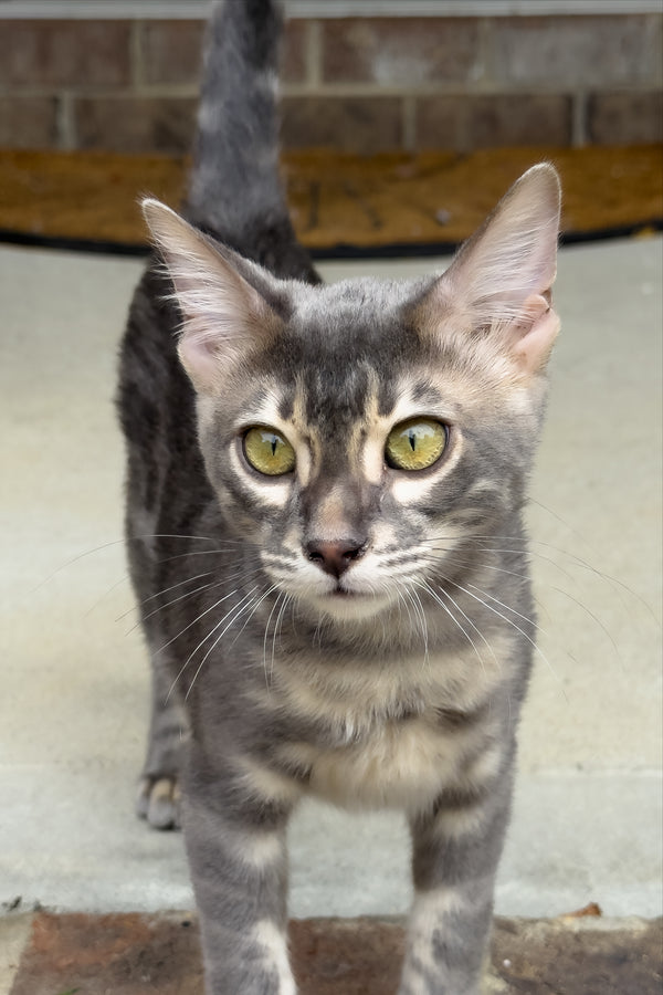 Jules | Bengal Kitten
