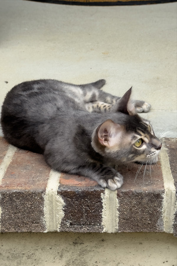 Jules | Bengal Kitten