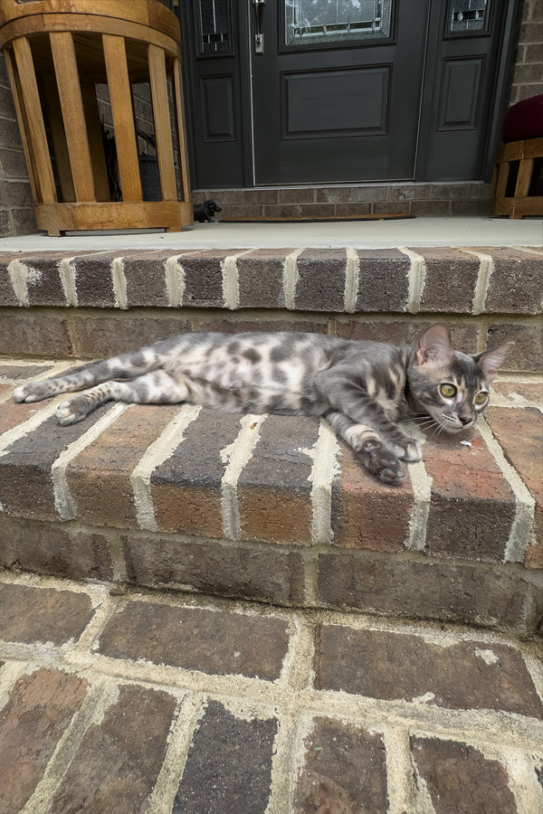 Jules | Bengal Kitten