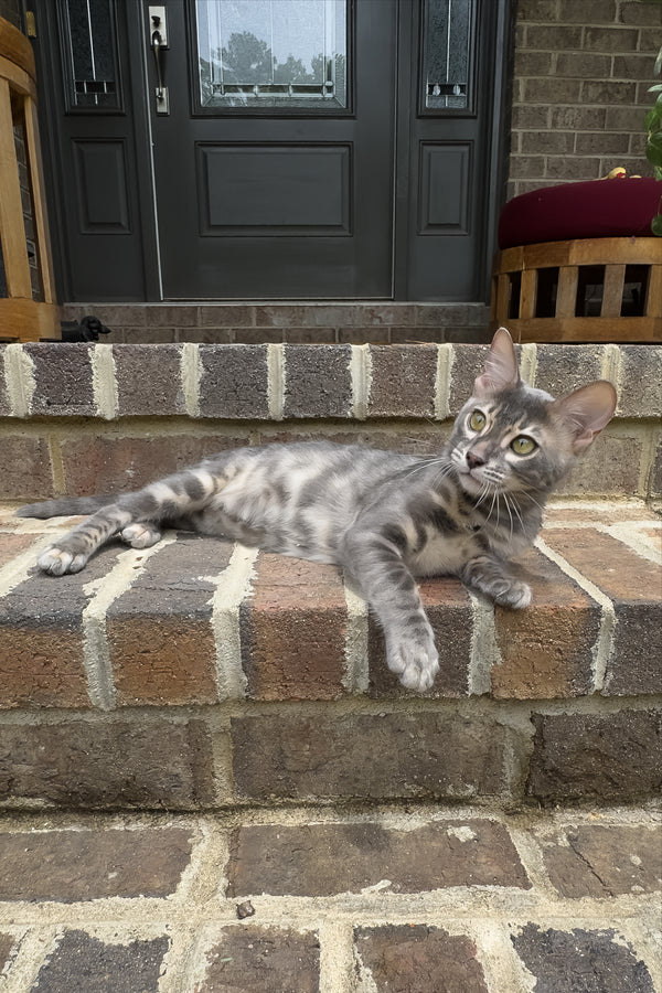 Jules | Bengal Kitten