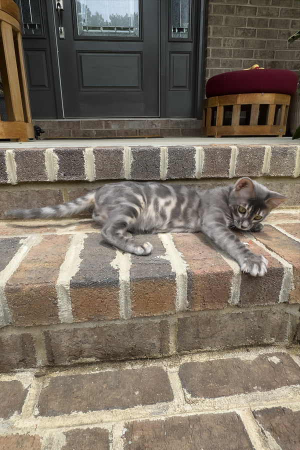 Jules | Bengal Kitten