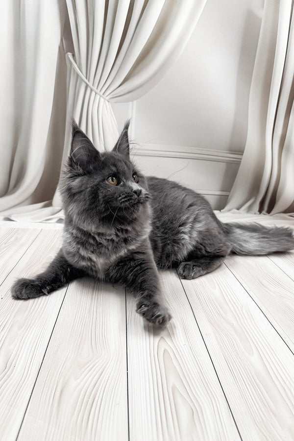 Juli | Maine Coon Kitten