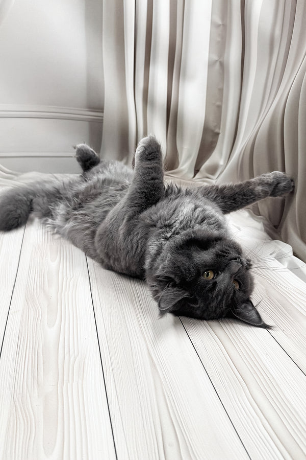 Juli | Maine Coon Kitten