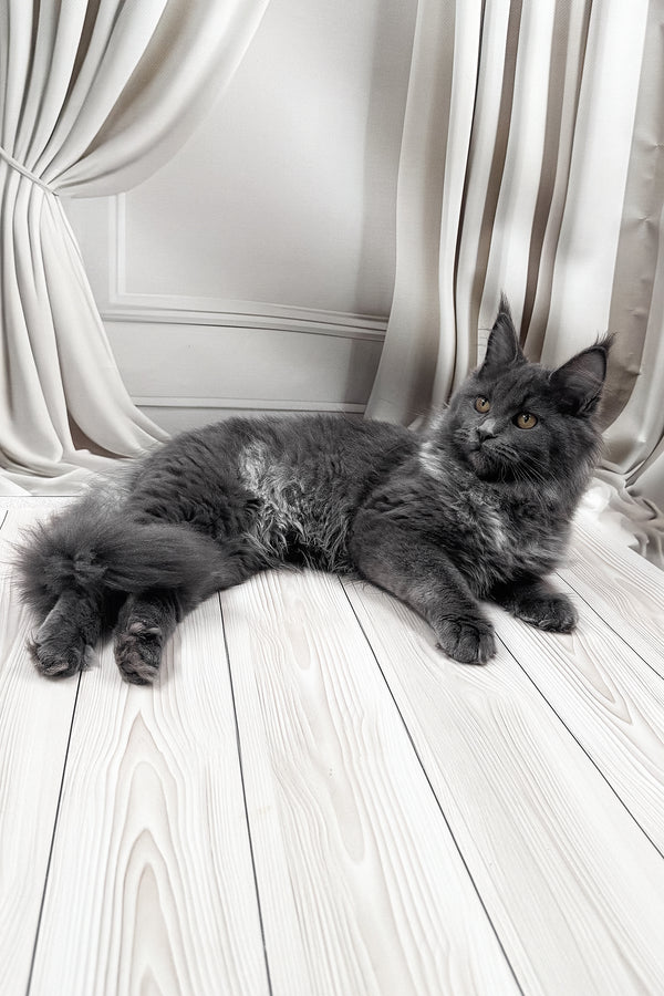 Juli | Maine Coon Kitten