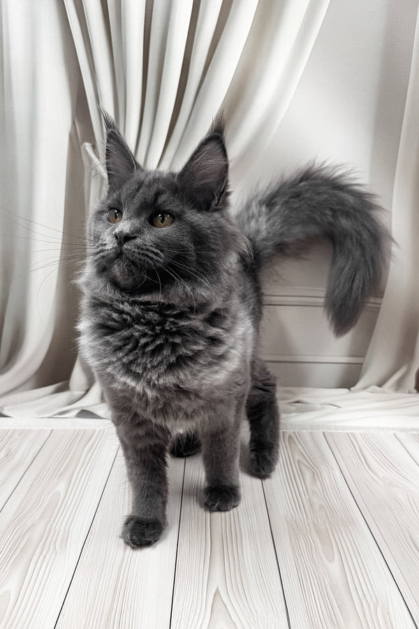 Juli | Maine Coon Kitten