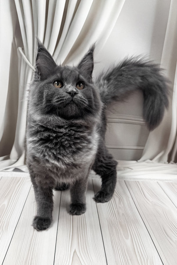 Juli | Maine Coon Kitten