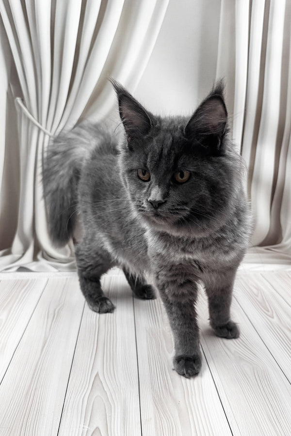 Juli | Maine Coon Kitten