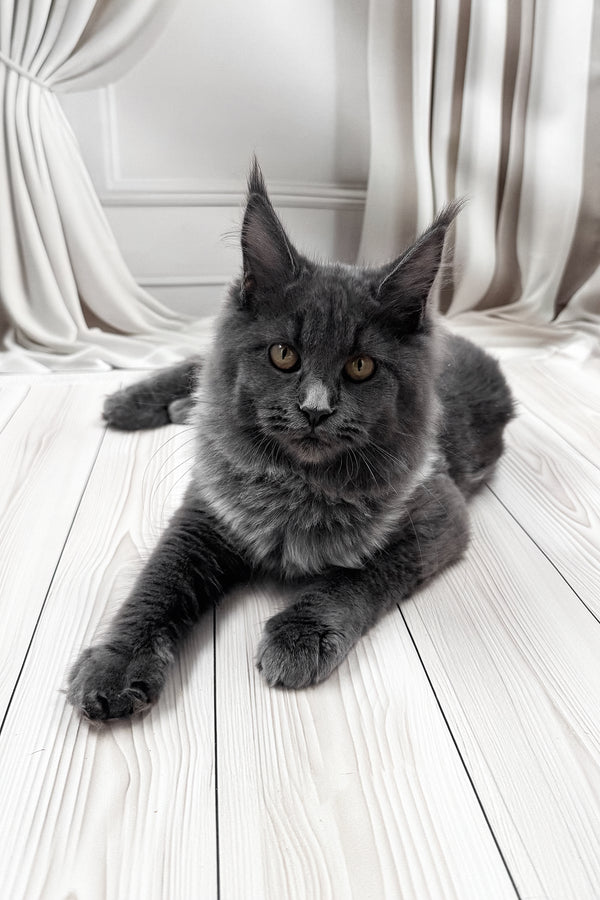 Juli | Maine Coon Kitten