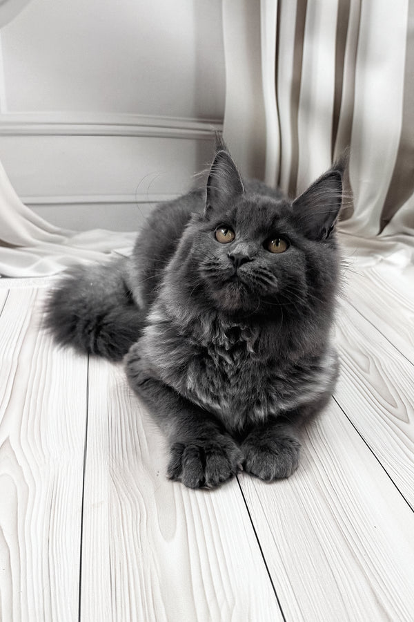 Juli | Maine Coon Kitten