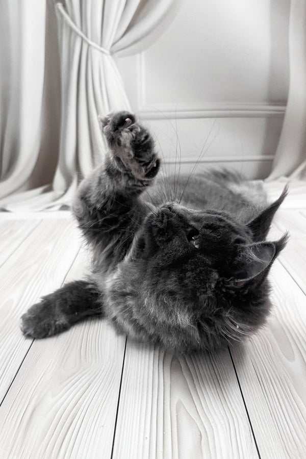 Juli | Maine Coon Kitten