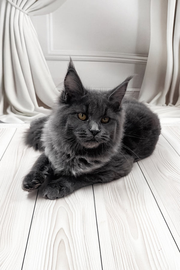 Juli | Maine Coon Kitten