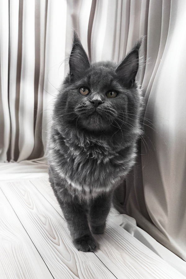 Juli | Maine Coon Kitten