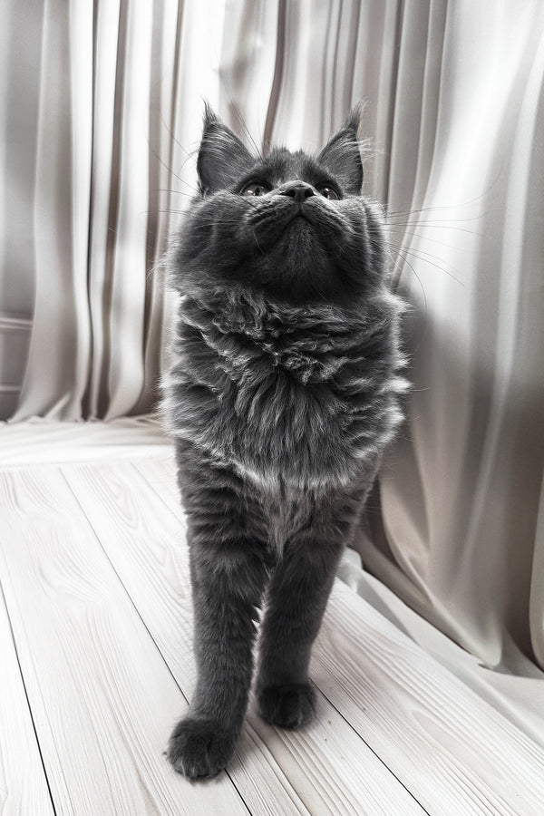 Juli | Maine Coon Kitten