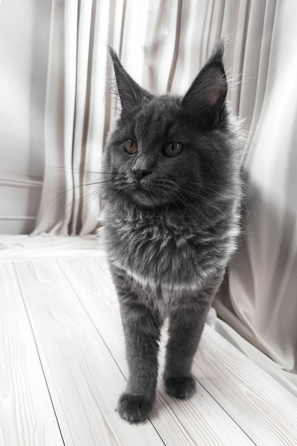 Juli | Maine Coon Kitten