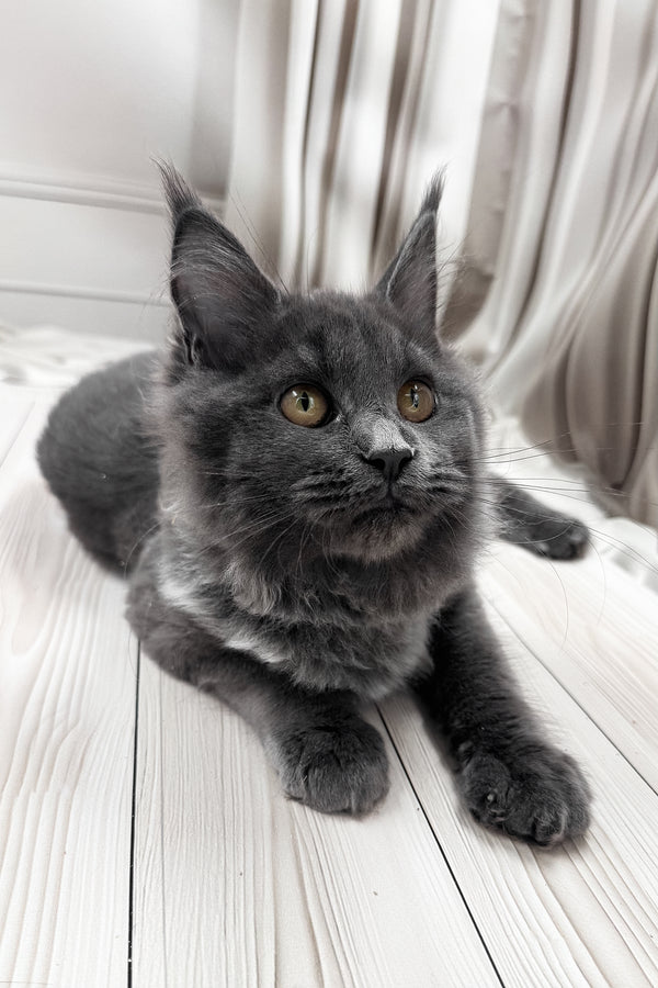 Juli | Maine Coon Kitten