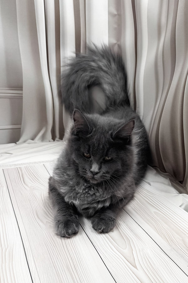 Juli | Maine Coon Kitten