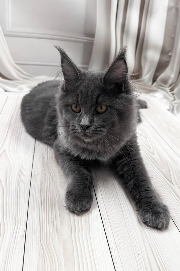 Juli | Maine Coon Kitten