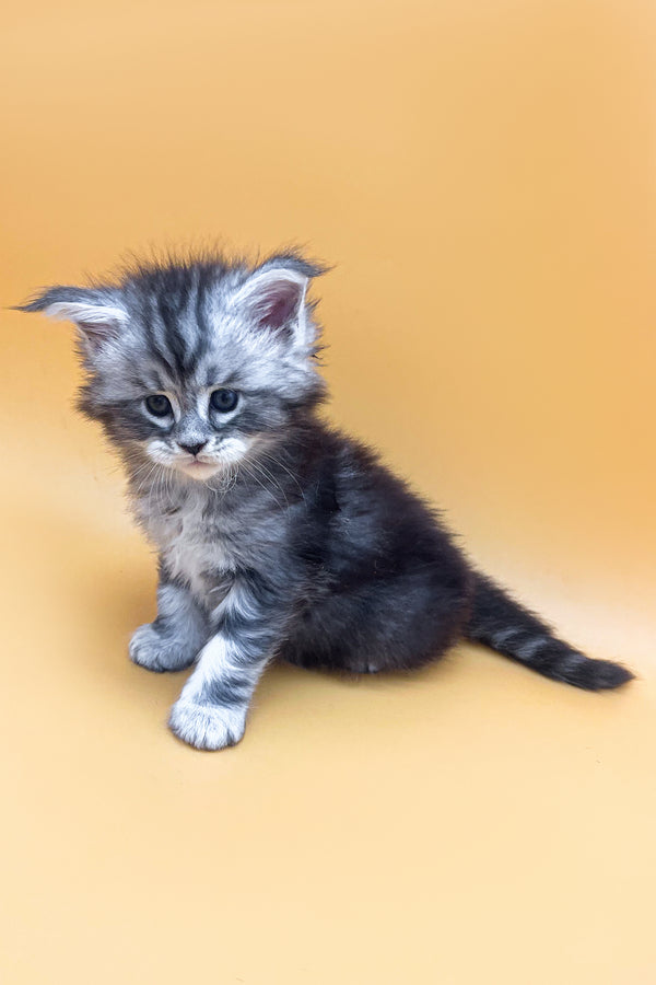 Julian | Maine Coon Kitten