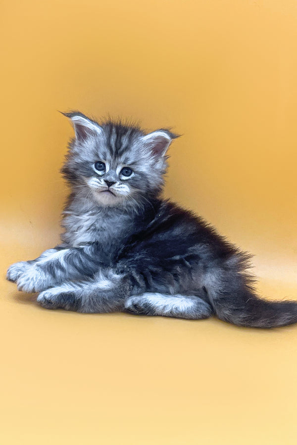 Julian | Maine Coon Kitten