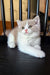 Jupiter | British Shorthair Kitten