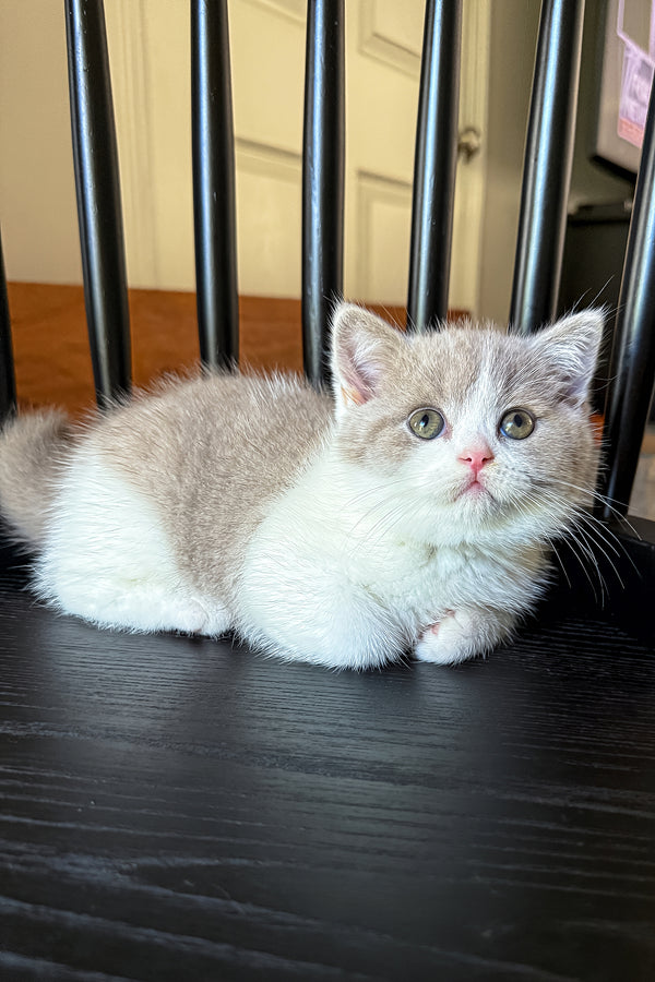 Jupiter | British Shorthair Kitten