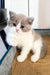 Jupiter | British Shorthair Kitten