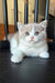 Jupiter | British Shorthair Kitten