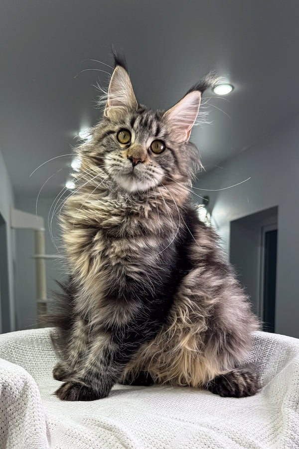 Kalifa | Polydactyl Maine Coon Kitten