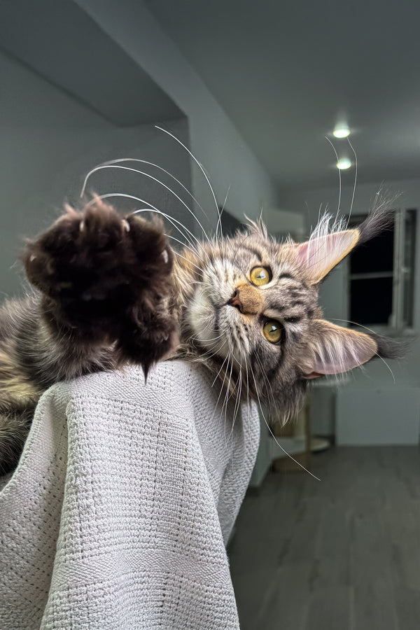 Kalifa | Polydactyl Maine Coon Kitten