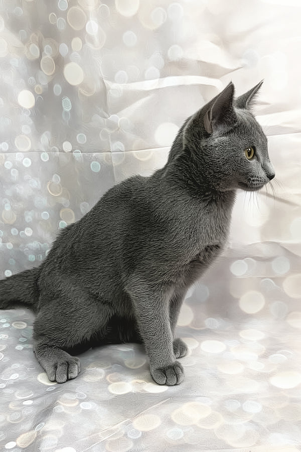Kalima | Russian Blue Kitten