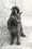 Kalima | Russian Blue Kitten