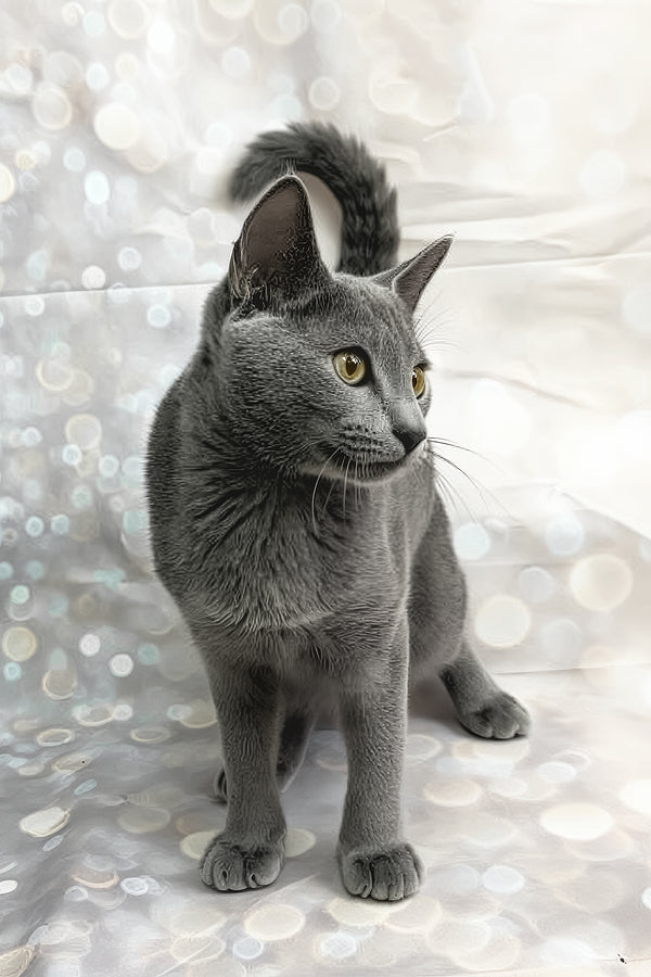 Kalima | Russian Blue Kitten