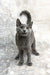 Kalima | Russian Blue Kitten