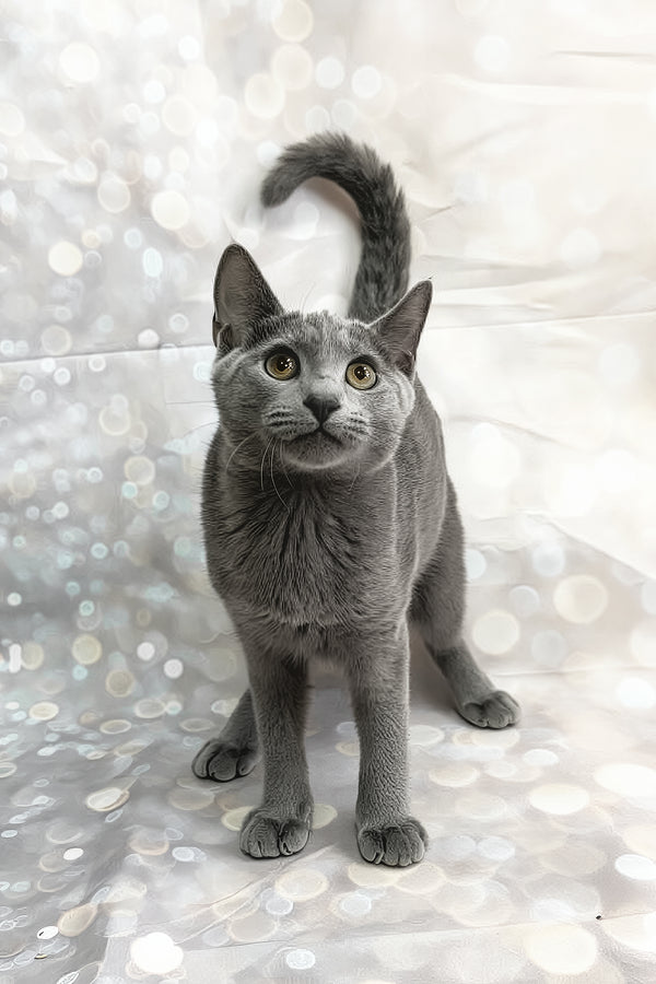 Kalima | Russian Blue Kitten