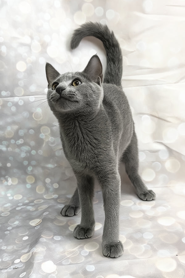 Kalima | Russian Blue Kitten