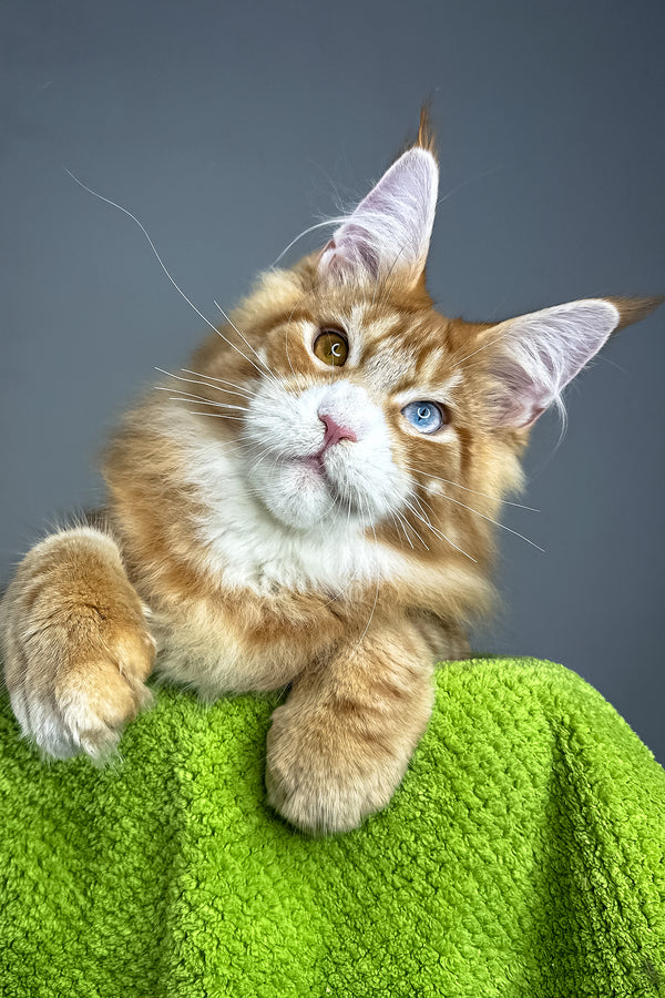 Kamal | Maine Coon Kitten