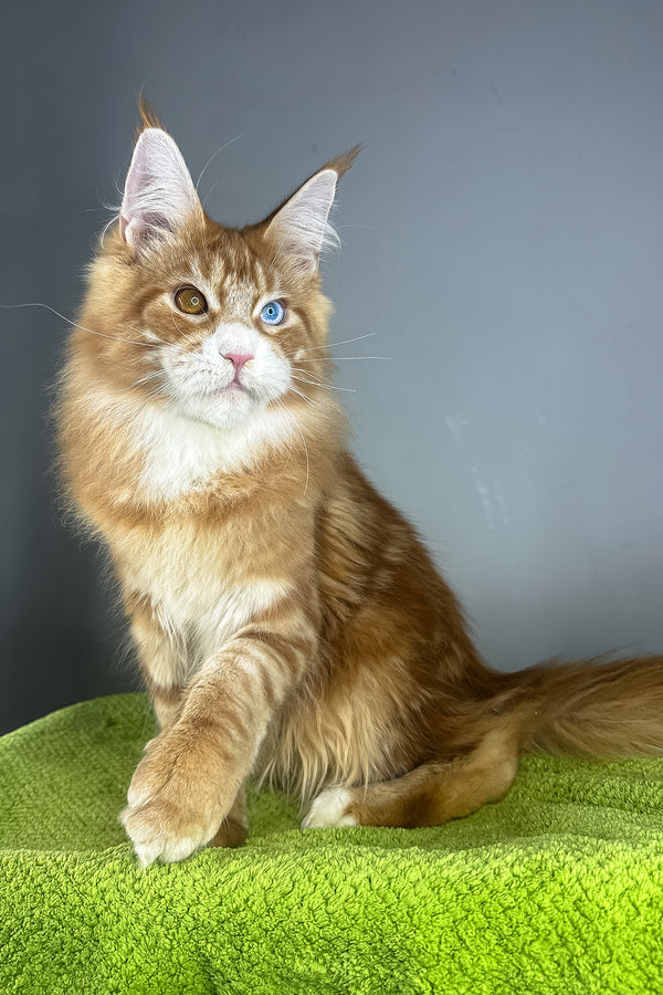 Kamal | Maine Coon Kitten