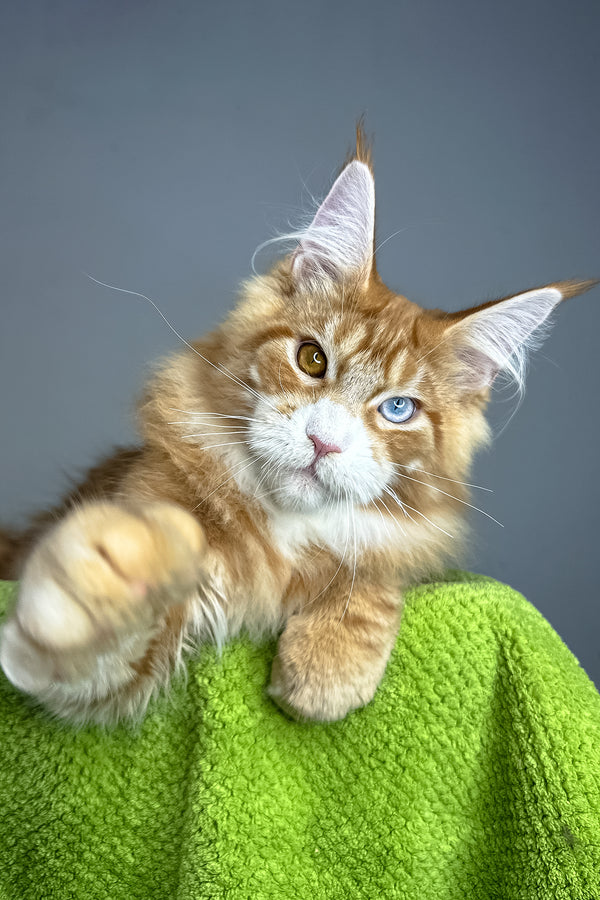 Kamal | Maine Coon Kitten