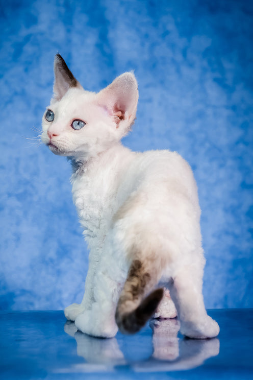 Karamel | Devon Rex Kitten