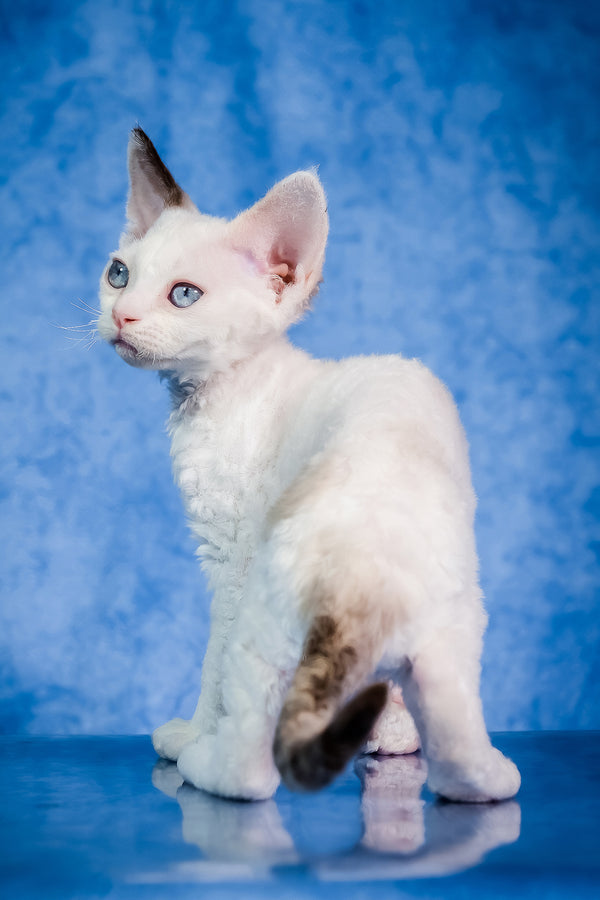 Karamel | Devon Rex Kitten