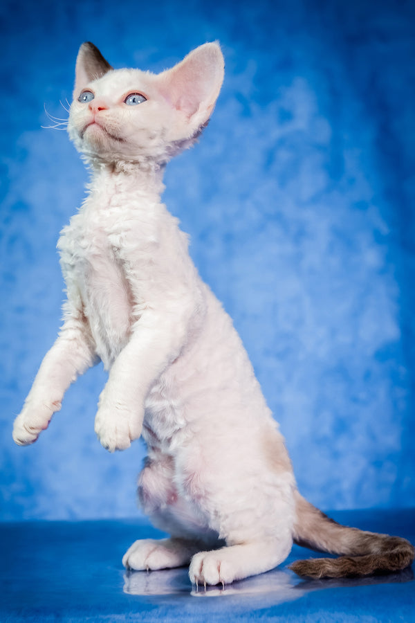 Karamel | Devon Rex Kitten