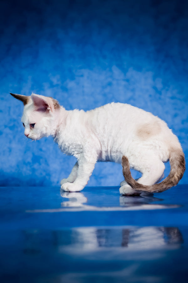 Karamel | Devon Rex Kitten